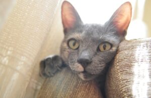 8 foto di gatti grazie alle quali capiamo quanto ancora dobbiamo scoprire sul loro conto