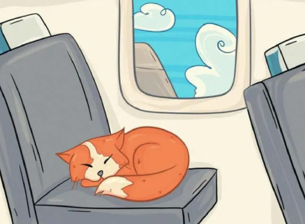 gatto gran viaggiatore