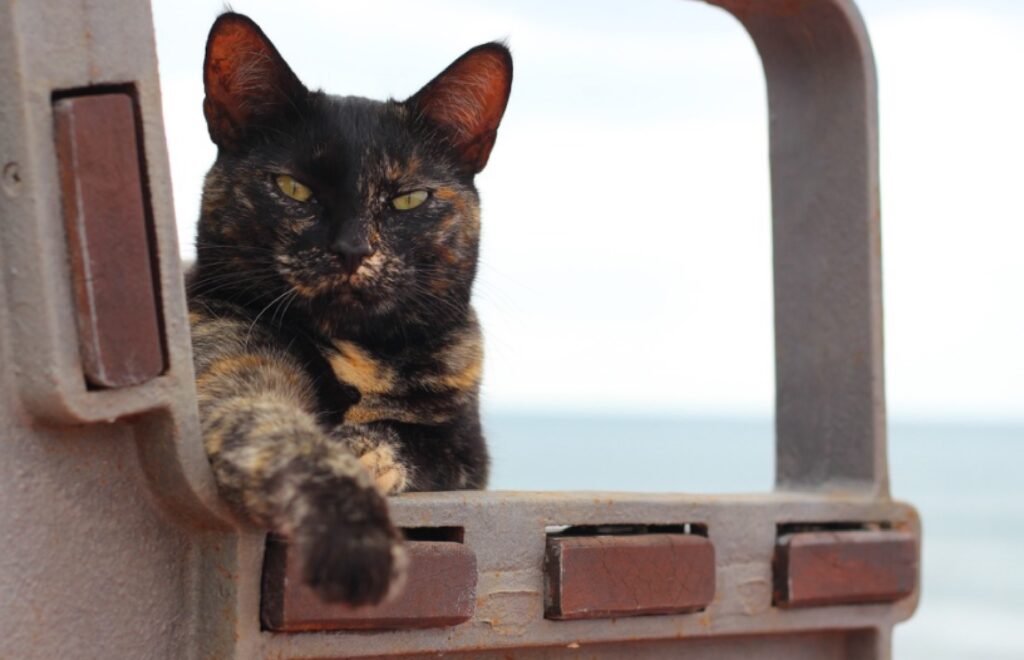 8 foto di gatti in grado di rendere difficile tutto ciò che all’apparenza è facile