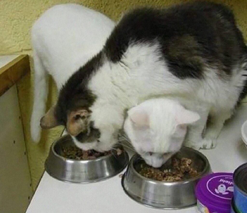 gatti mangiano incrociati