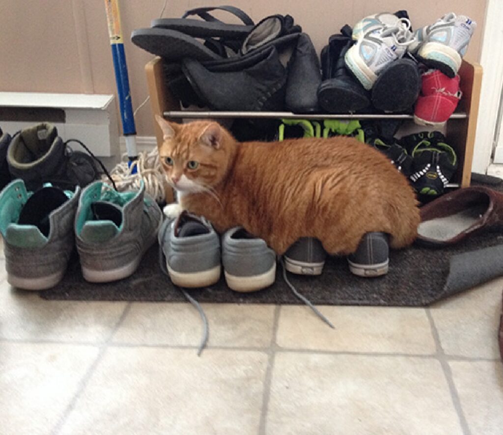gatto rosso seduto scarpe