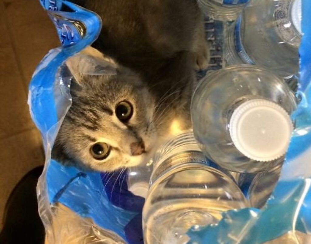 gatto acqua in bottiglia