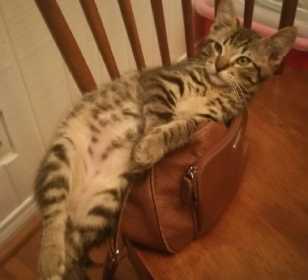 gatto seduto su borsa sopra sedia 