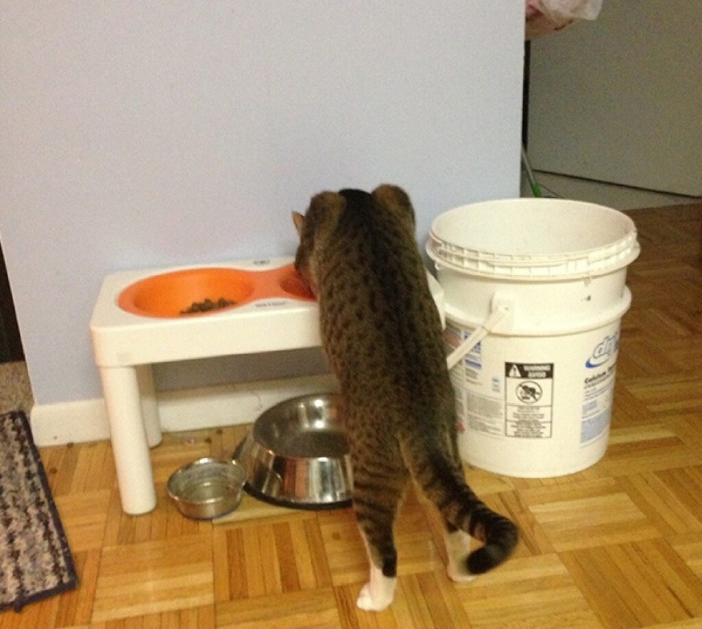 gatto mangia crocchette