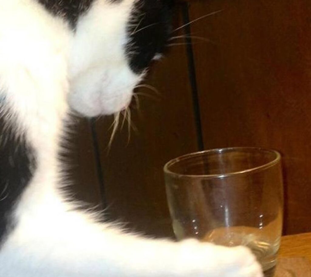 gatto sta per rompere bicchiere