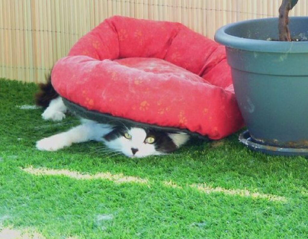 gatto cuccia rossa