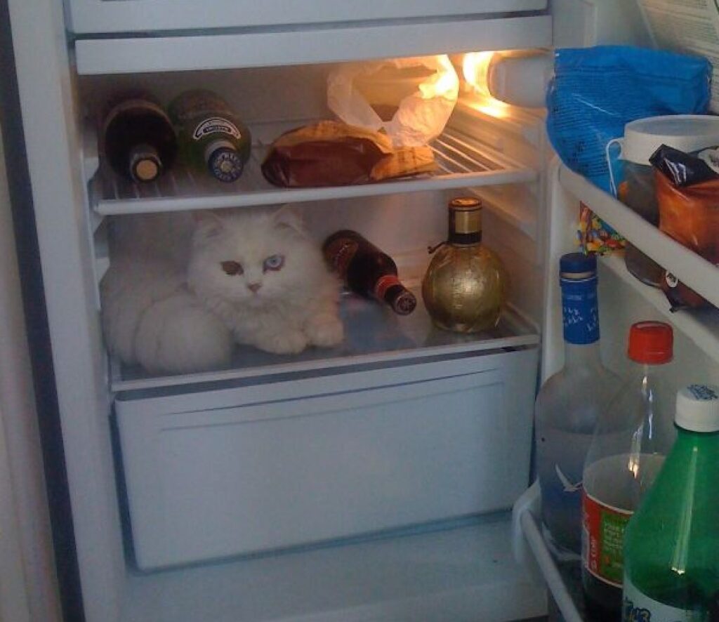 gatto sente freddo