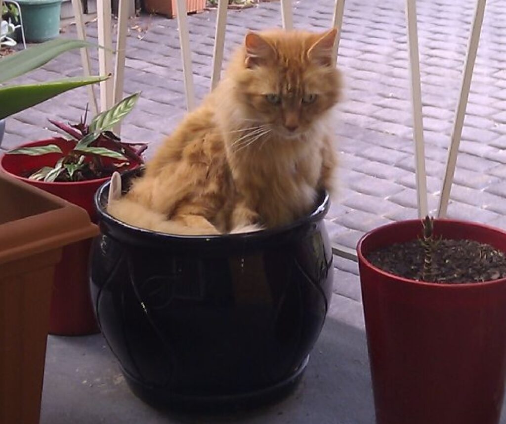 gatto rosso dentro vaso