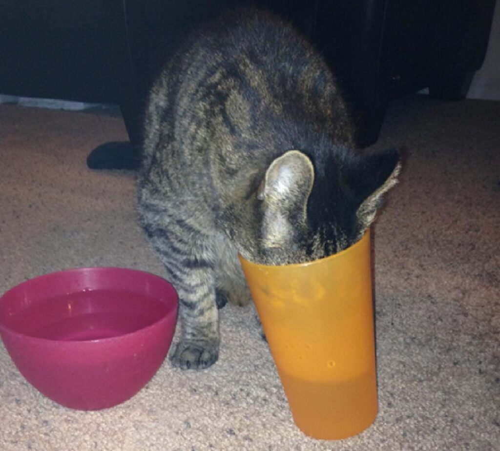 gatto beve dal bicchiere