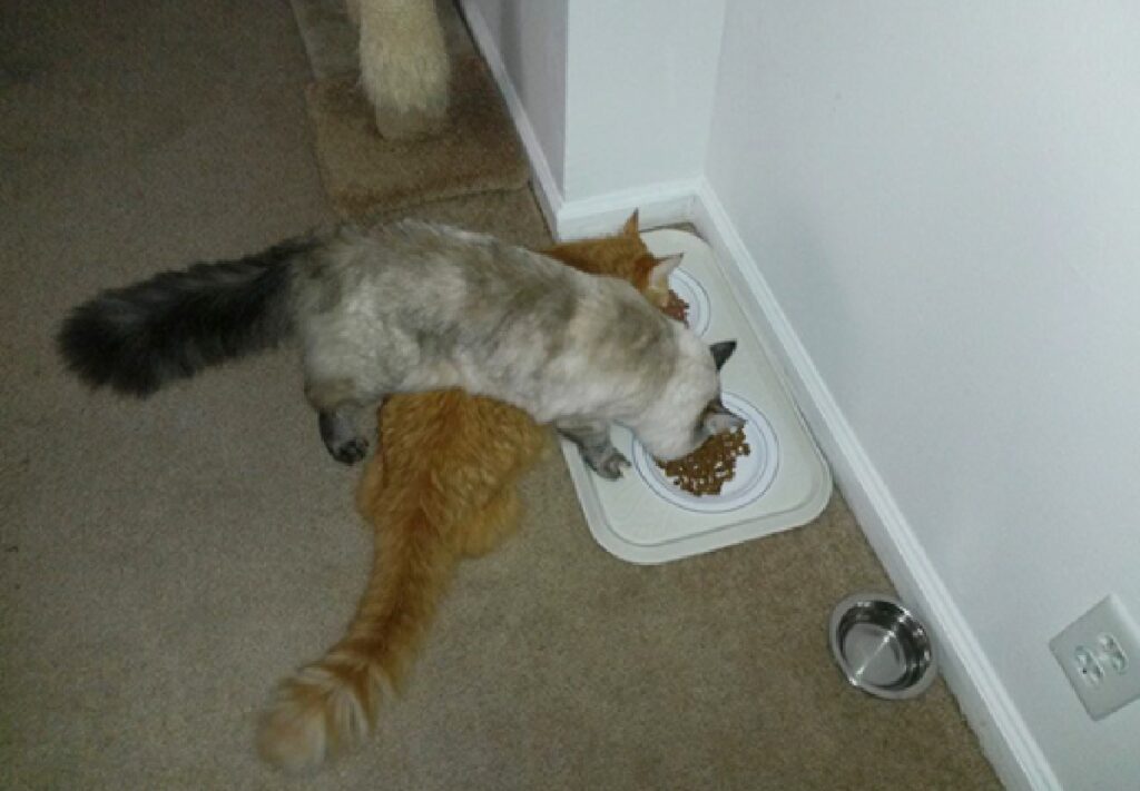 gatto mangia croccantini