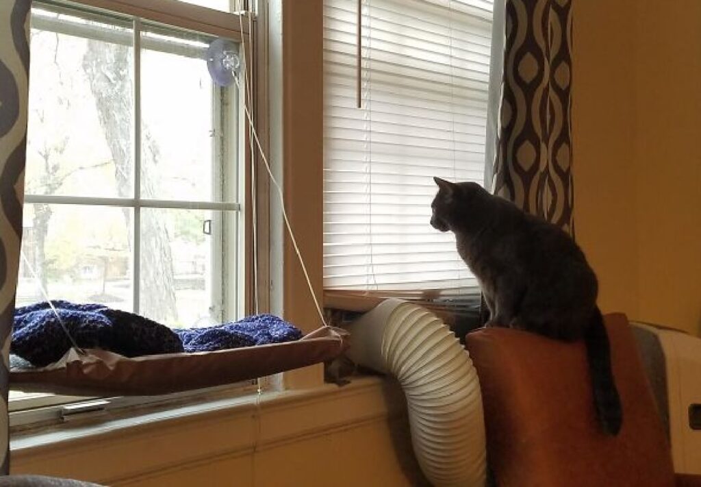 gatto osserva finestra chiusa