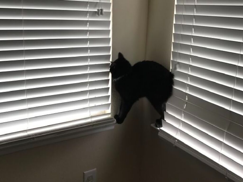 gatto a metà tra due finestre