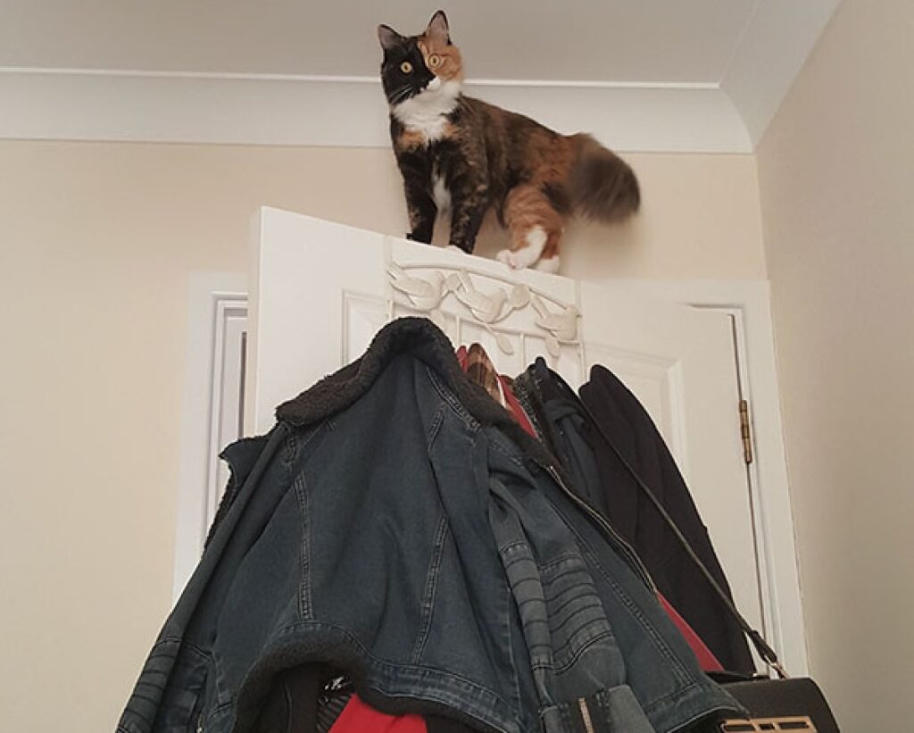 gatto sopra porta non sa come scendere