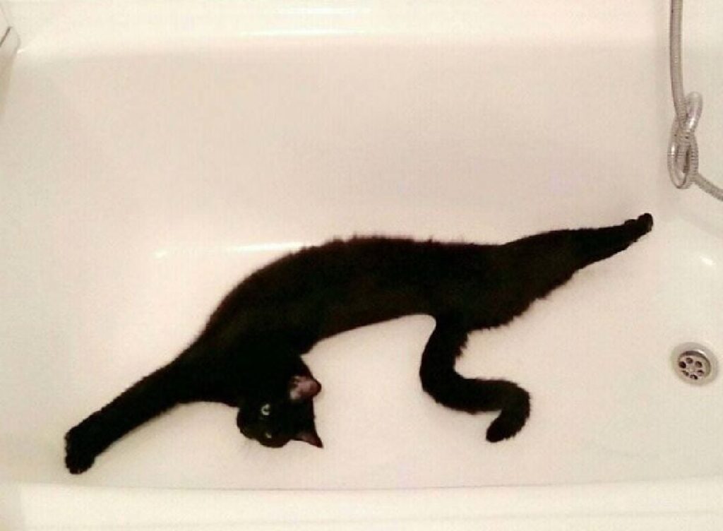gatto nero dentro vasca