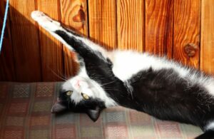 8 foto scattate da proprietari increduli per l’elasticità dei loro gatti