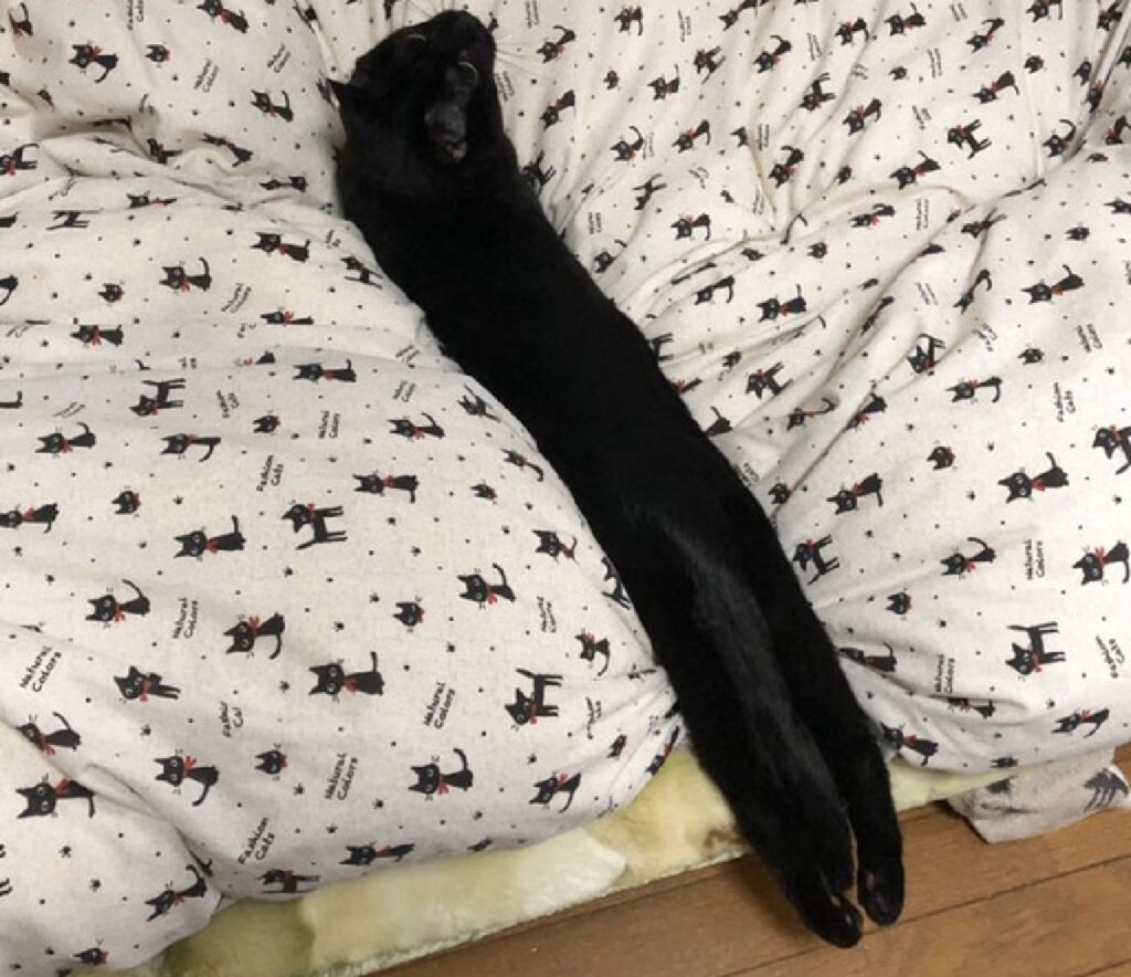 gatto striscia di colore nero