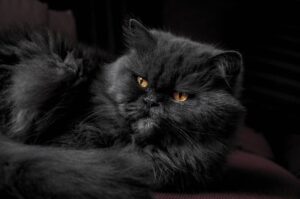 gatto nero persiano