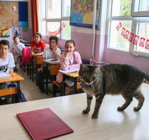 Ates, la micia che vive in una scuola elementare