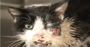 Miracolo: Bart, un gatto creduto morto, esce dalla sua tomba dopo cinque giorni