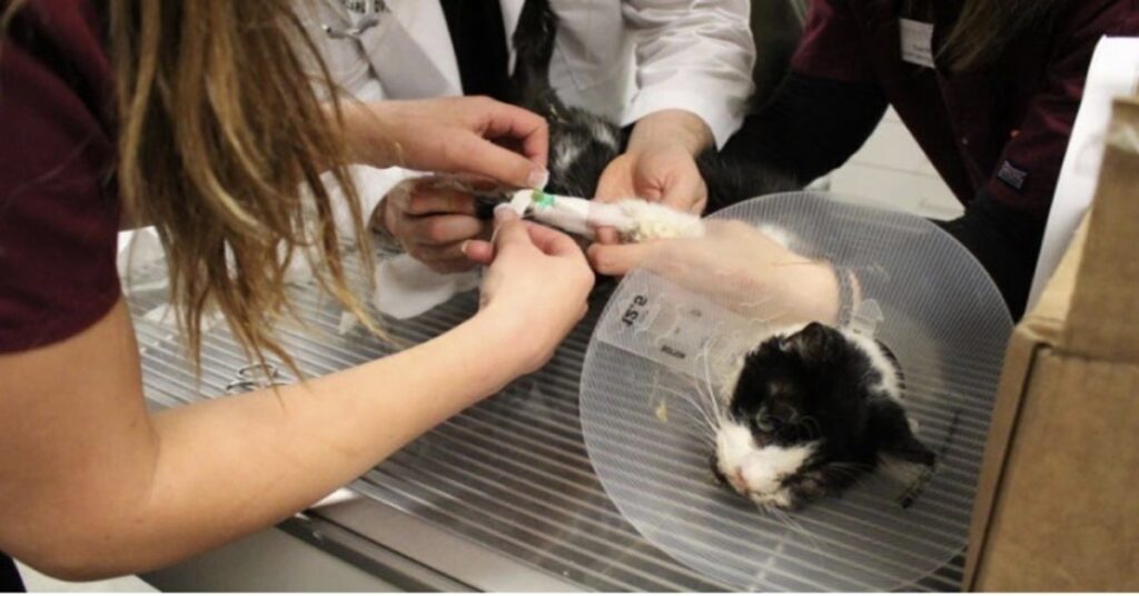 gatto ferito curato dai veterinari