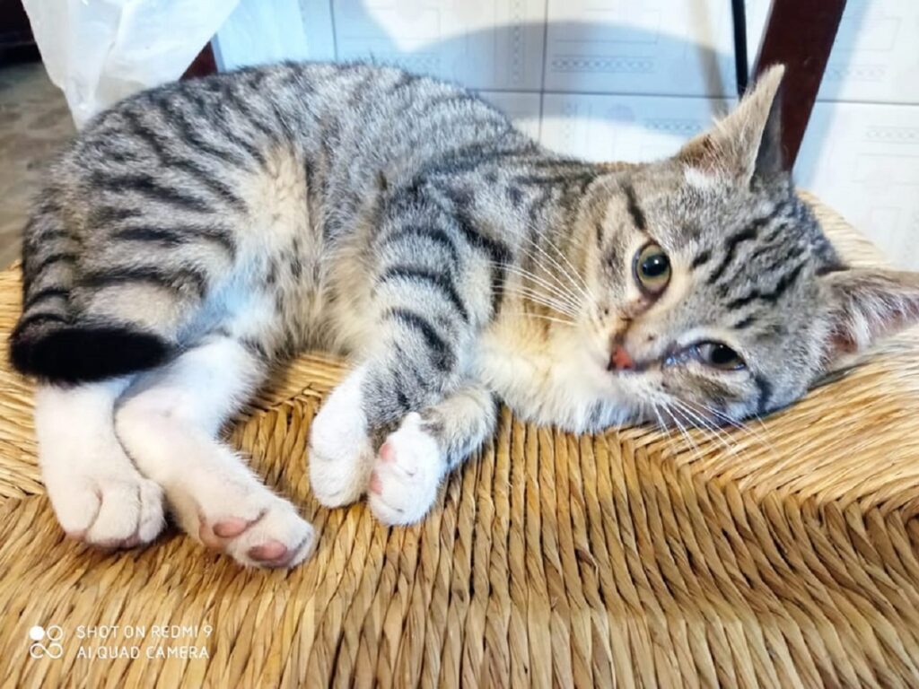 bellissimo gattino cerca famiglia