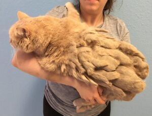 Buttercup, il micio randagio trovato con 10 kg di pelo arruffato