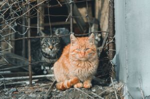Comune di Capri adotta i gatti randagi, garantiranno loro cibo e cure
