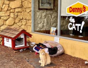 Dennys, il gatto randagio che è stato adottato da un ristorante