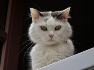 gatto bianco alla finestra