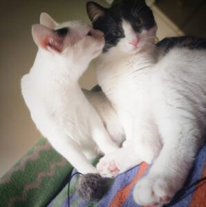 Elia e Kimba, i due fratellini salvati da una situazione pericolosa cercano una famiglia