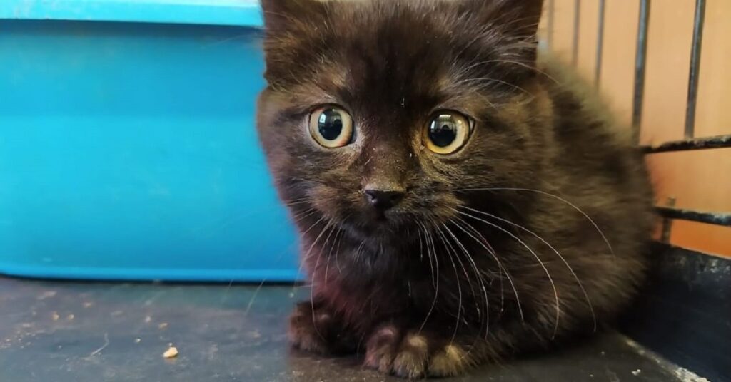 gattina dal pelo tutto nero