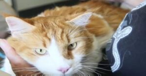 Fergusson, il gatto disabile che aiuta i pazienti di un ospedale