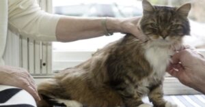 Friend, un gatto creduto morto, torna a casa dai suoi anziani genitori umani
