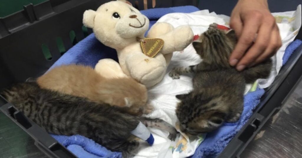 gattini malati vengono curati dal veterinario