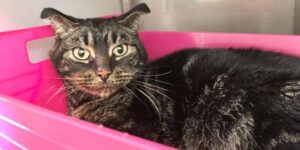 Un gatto dimenticato per quasi due mesi in una casa vuota: trovato dai nuovi proprietari