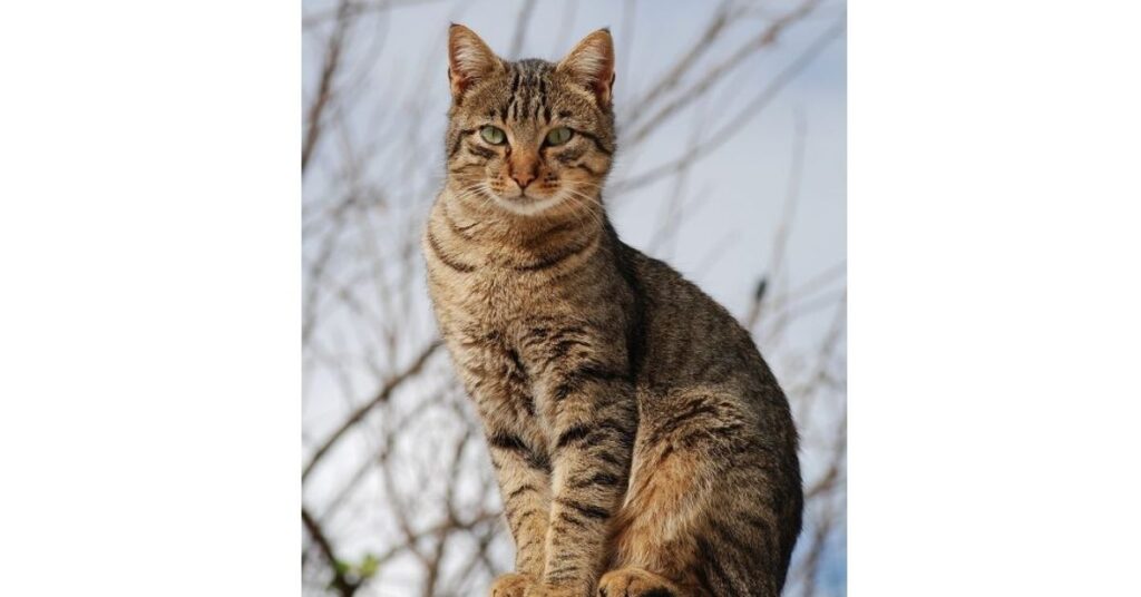 GATTO CADE BALCONE