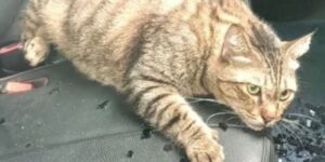 Gatto cade dal 10° piano di un edificio, attraversa il tetto di un’auto e ne esce illeso