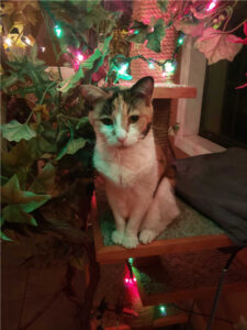 La gatta Luna ama così tanto il Natale che la sua famiglia le regala un albero per tutto l’anno