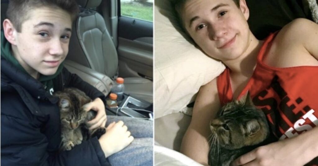 ragazzino salva un gatto gettato da un furgone