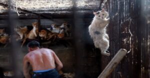 La storia di Huru, il gatto salvato in extremis al Festival di Yulin