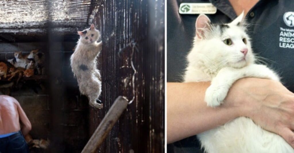 gattino salvato in Cina prima di essere macellato