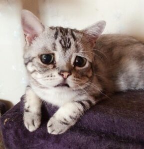 Maggie Liu Luhu, la gattina più triste del mondo