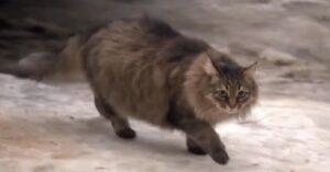 Masha: la gatta che ha salvato un neonato abbandonato in Russia (VIDEO)