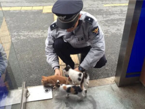 Una gatta incinta entra in una stazione di polizia e diventa parte delle forze dell’ordine