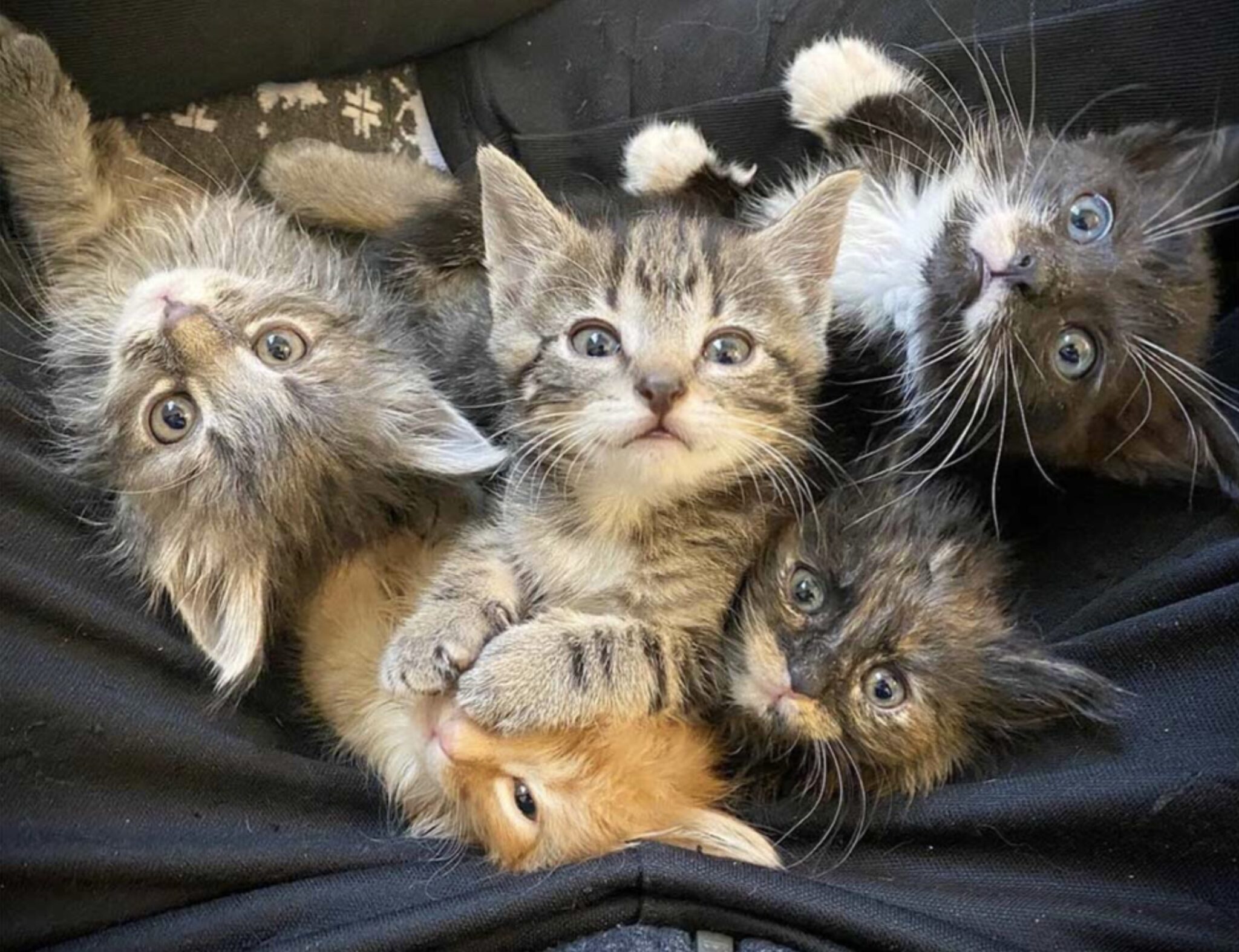 5 котят