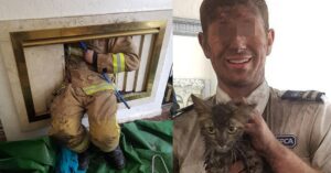 Micia intrappolata in un camino salvata dopo 4 giorni