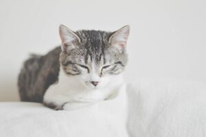 Murdock, il gatto cieco adottato grazie alla condivisione di un post su Facebook