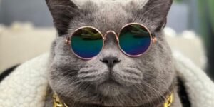 Hanno ucciso Ponzu, il gatto “influencer” star di Instagram