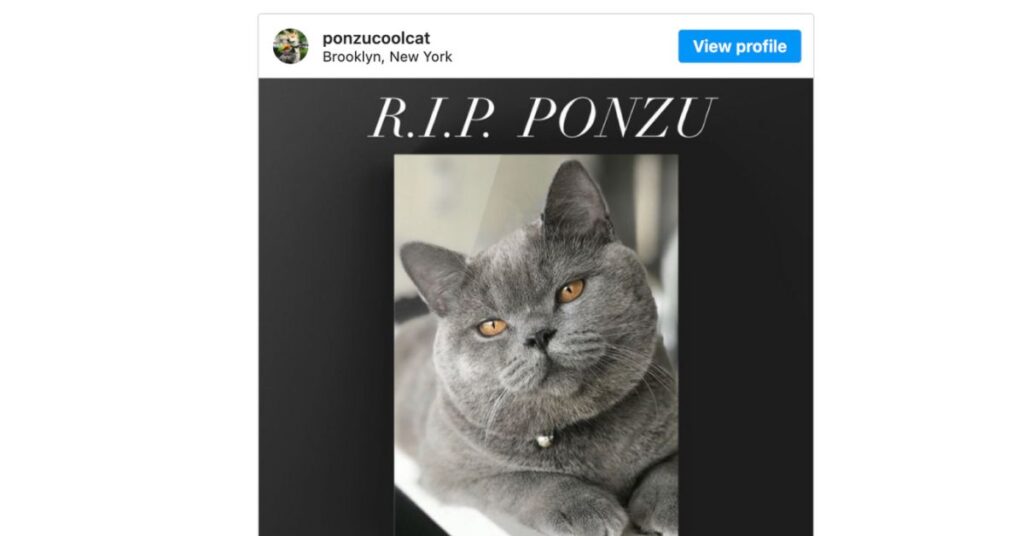 gatto ponzu