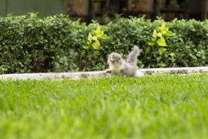 Il test che afferma di poterti dire se il tuo gatto è psicopatico